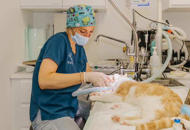 Vétérinaire : métier, missions et formation