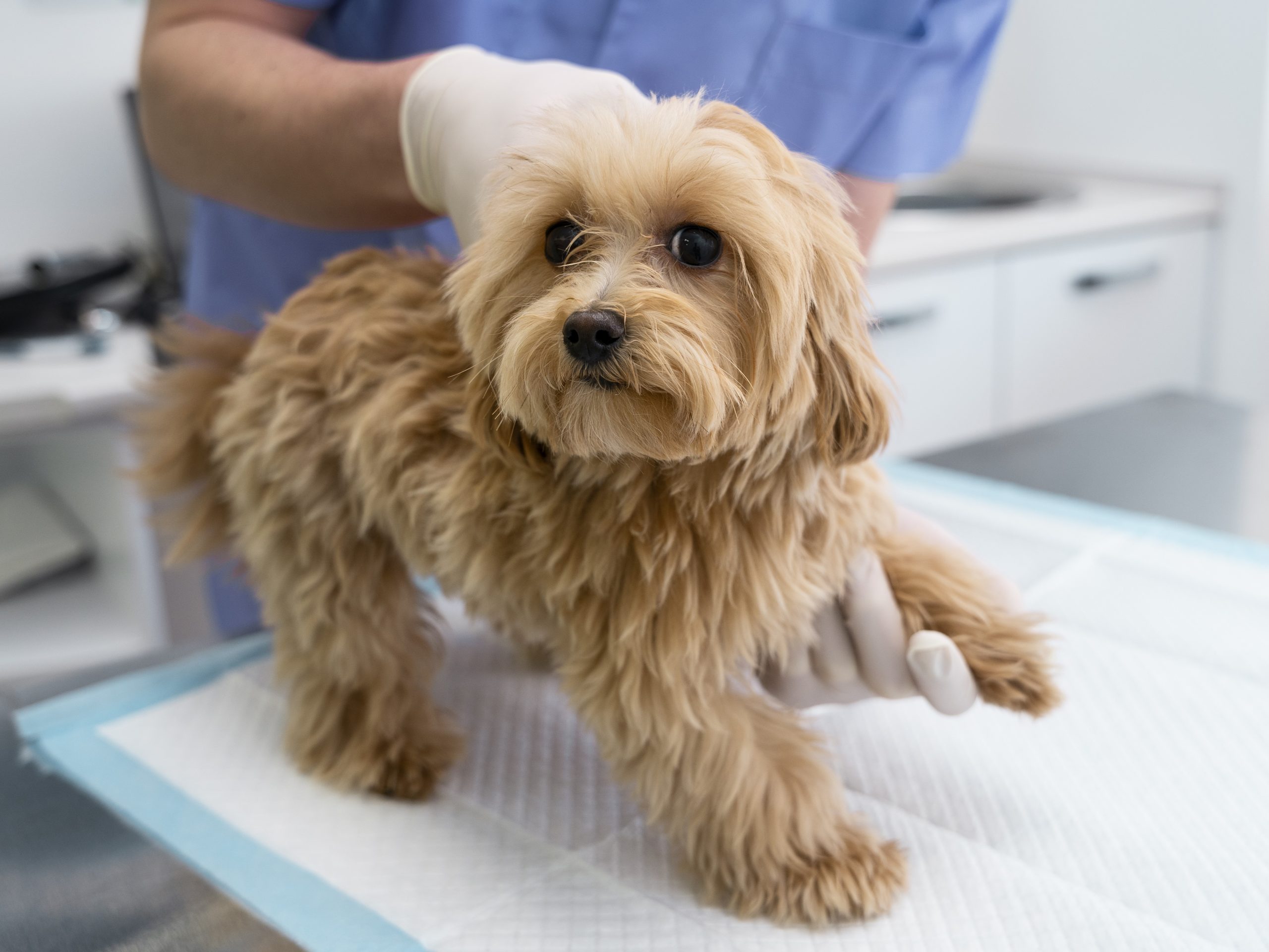 3. Agir pour une médecine vétérinaire plus responsable
