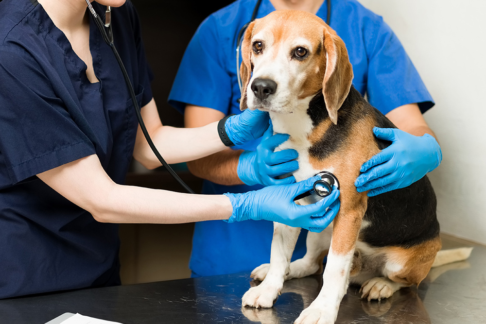 Pilier 1 : <span style="color: #1A4748;">Le lien avec le patient</span>