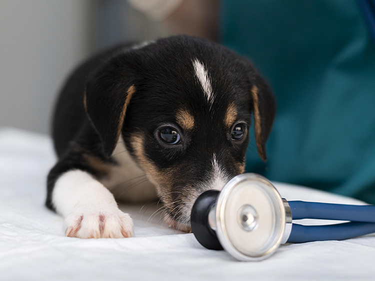 1. Faciliter l’accès aux meilleurs soins pour tous les animaux